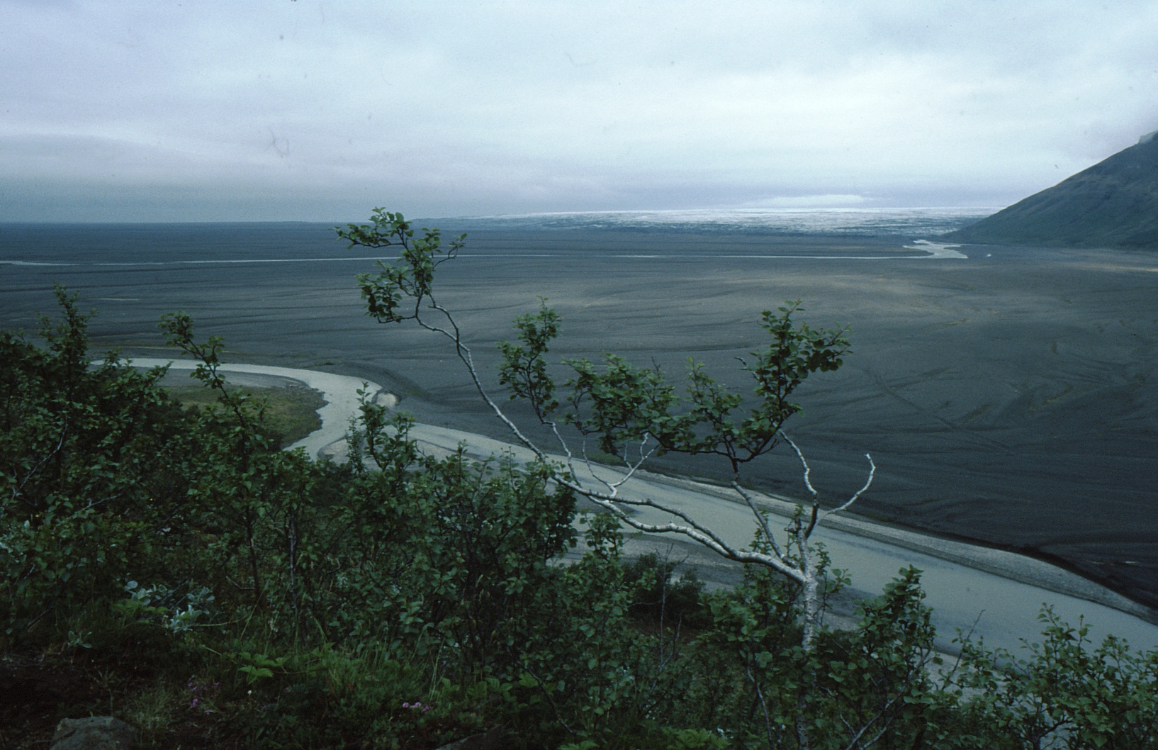 vlajkový strom